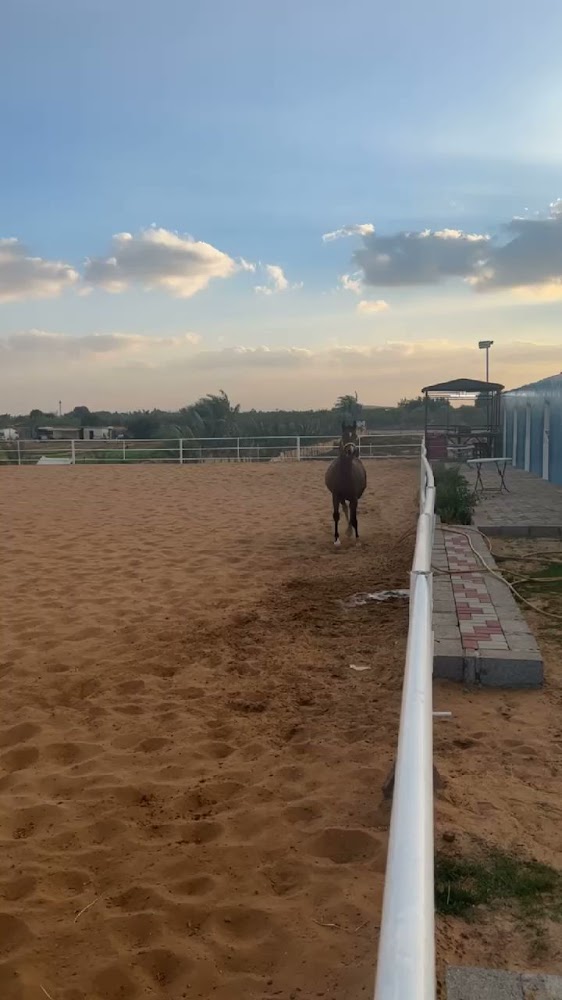 Amrasana horsing istable photo 3