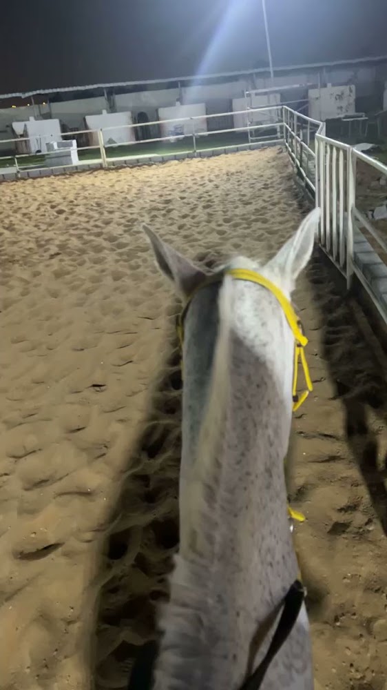 Amrasana horsing istable photo 5