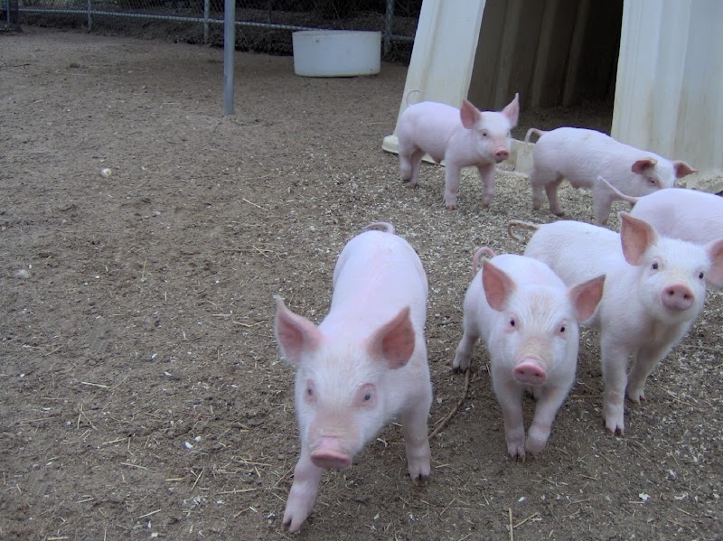 Animal Farm Petting Zoo