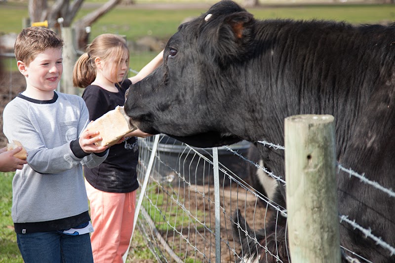 Animal Land Children's Farm