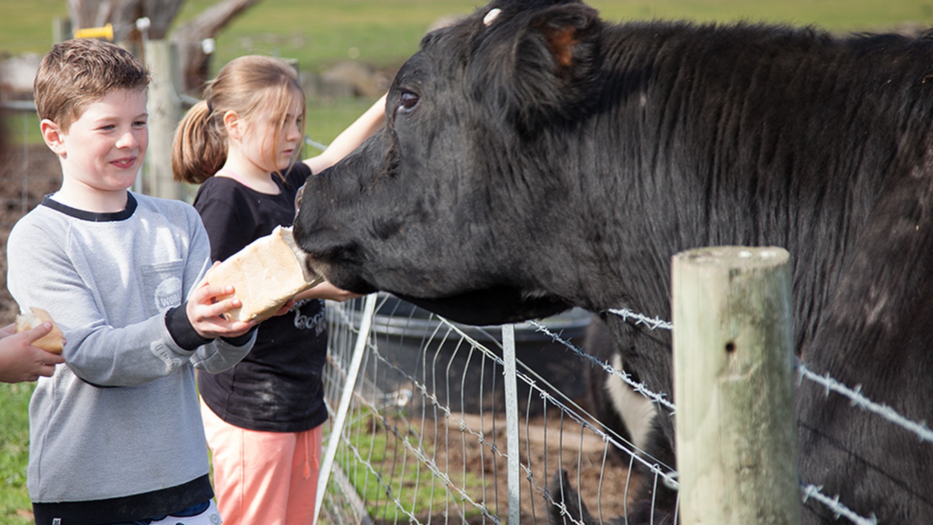 Animal Land Children's Farm