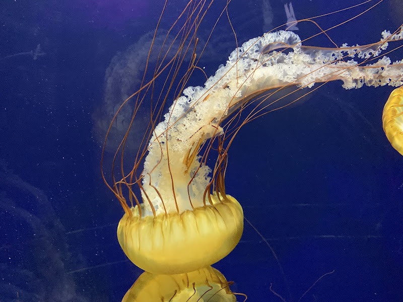 Aquarium of the Bay