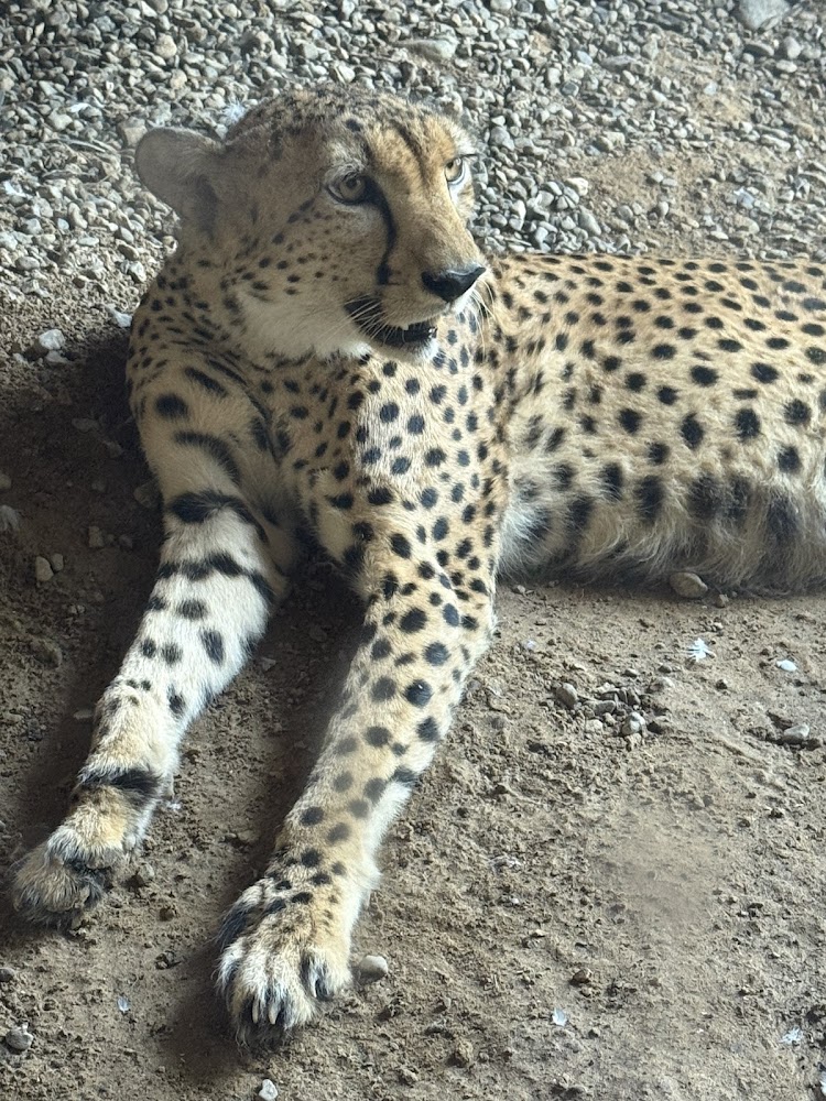 Arabia's Wildlife Centre photo 2