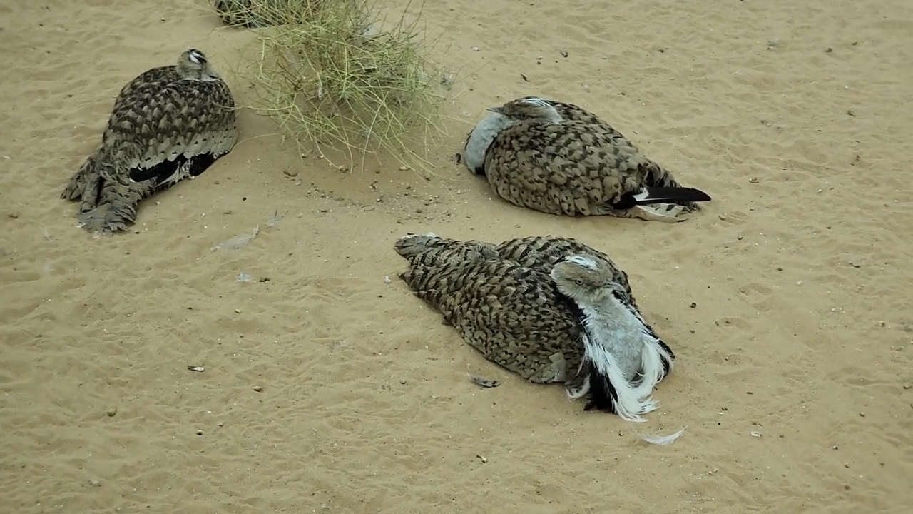 Arabia's Wildlife Centre photo 3