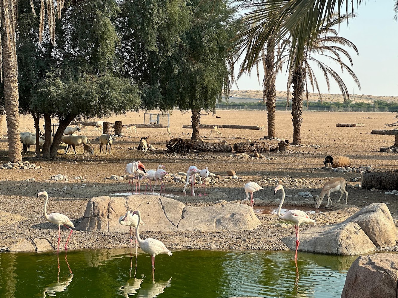 Arabia's Wildlife Centre photo 5