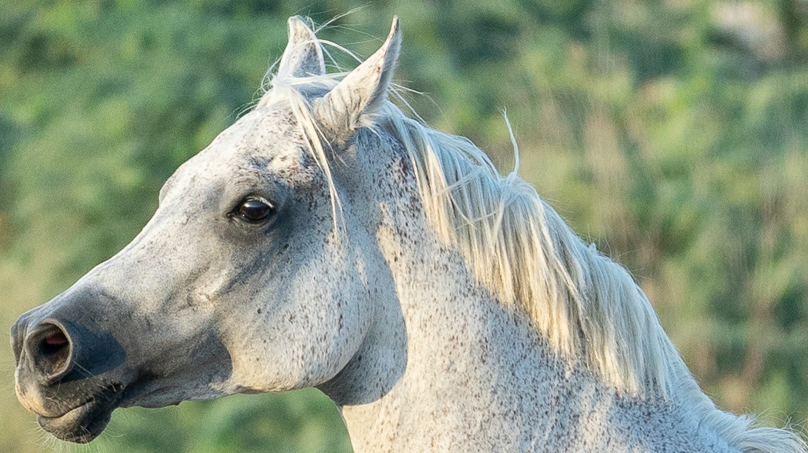 Arabian Star Stables photo 2
