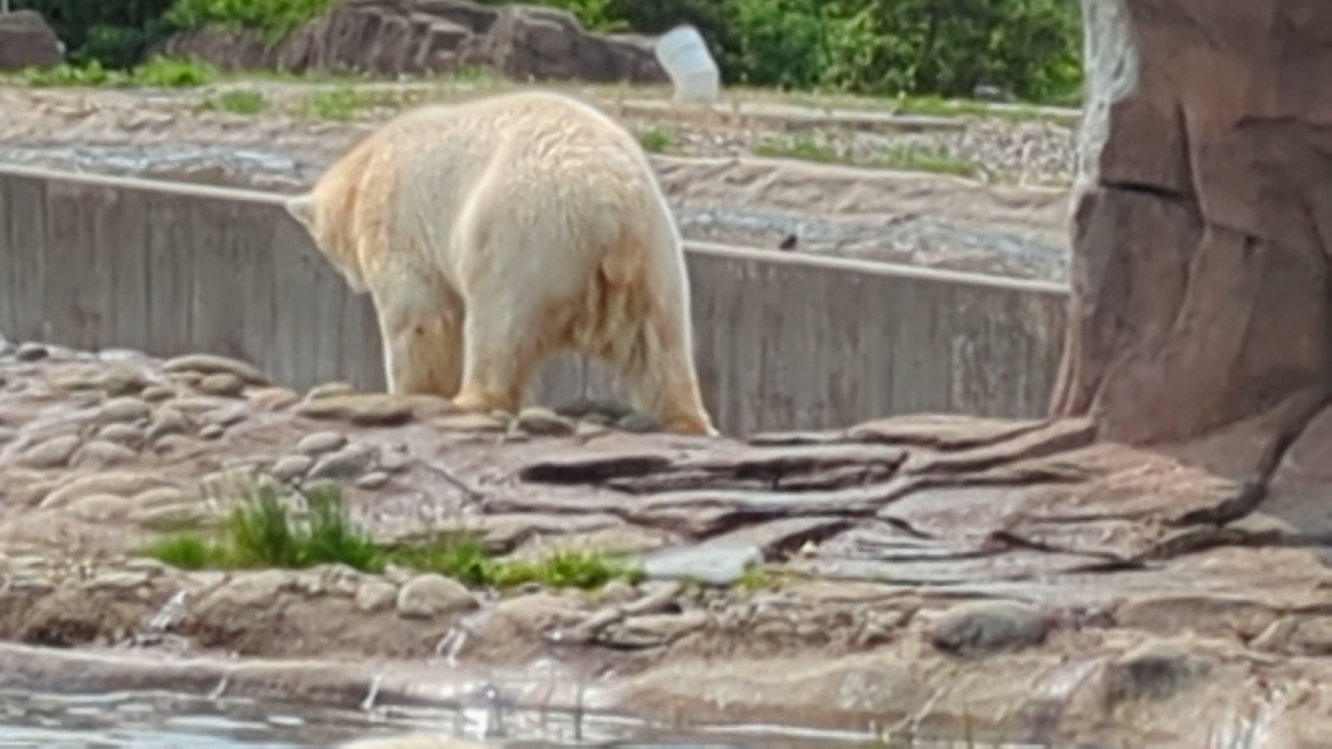 Arctic Ring of Life - Polar Bear & Sea Otter photo 2