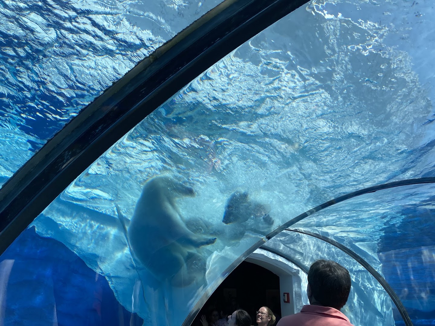 Arctic Ring of Life - Polar Bear & Sea Otter photo 3