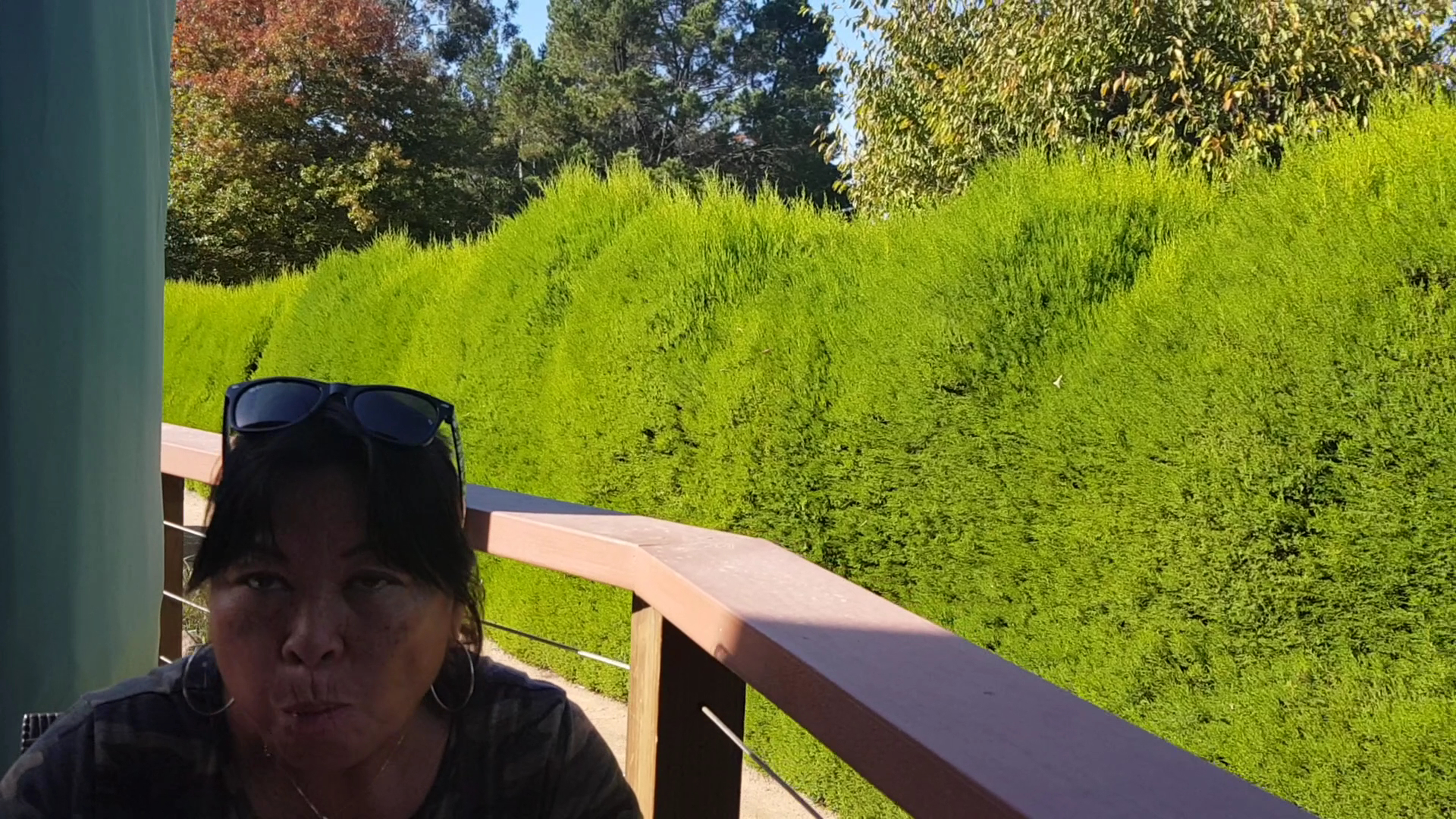 Ashcombe Maze & Lavender Gardens photo 2