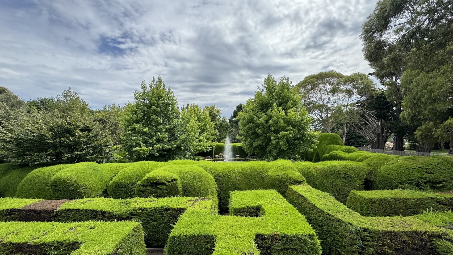 Ashcombe Maze & Lavender Gardens photo 3