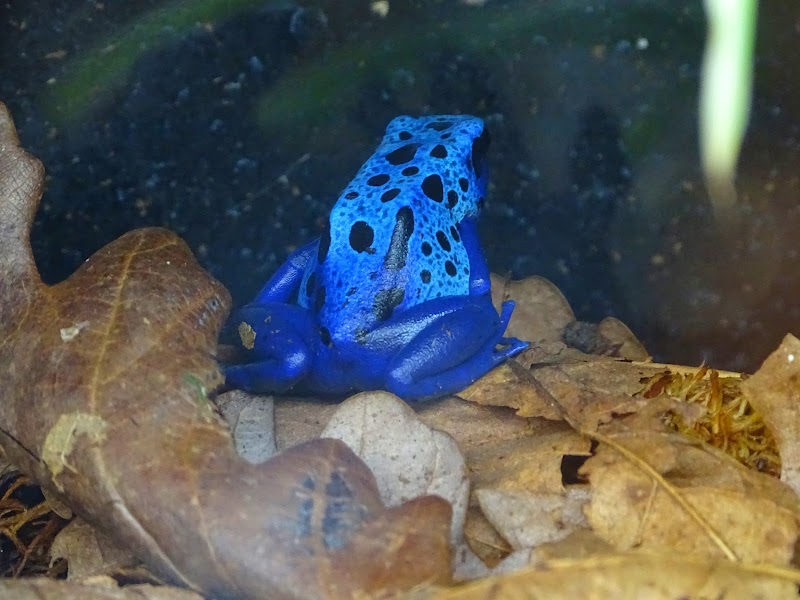 Askham Bryan Wildlife & Conservation Park photo 2