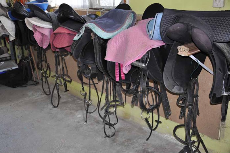 Auckland Equestrian Centre | horse riding lessons