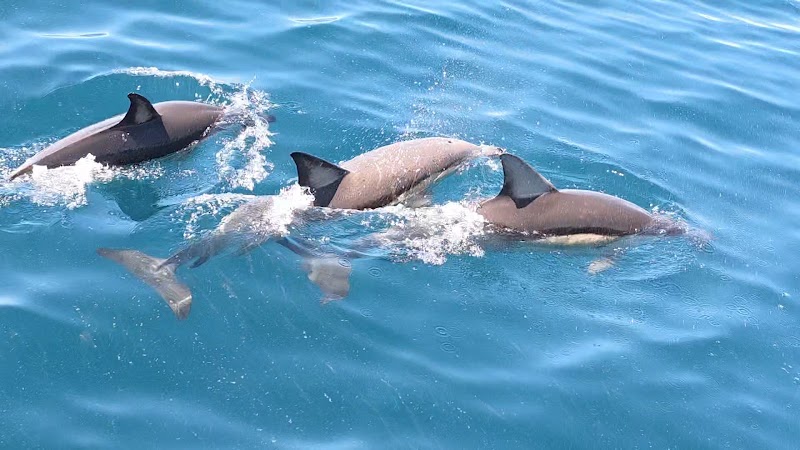 Auckland Whale & Dolphin Safari photo 2