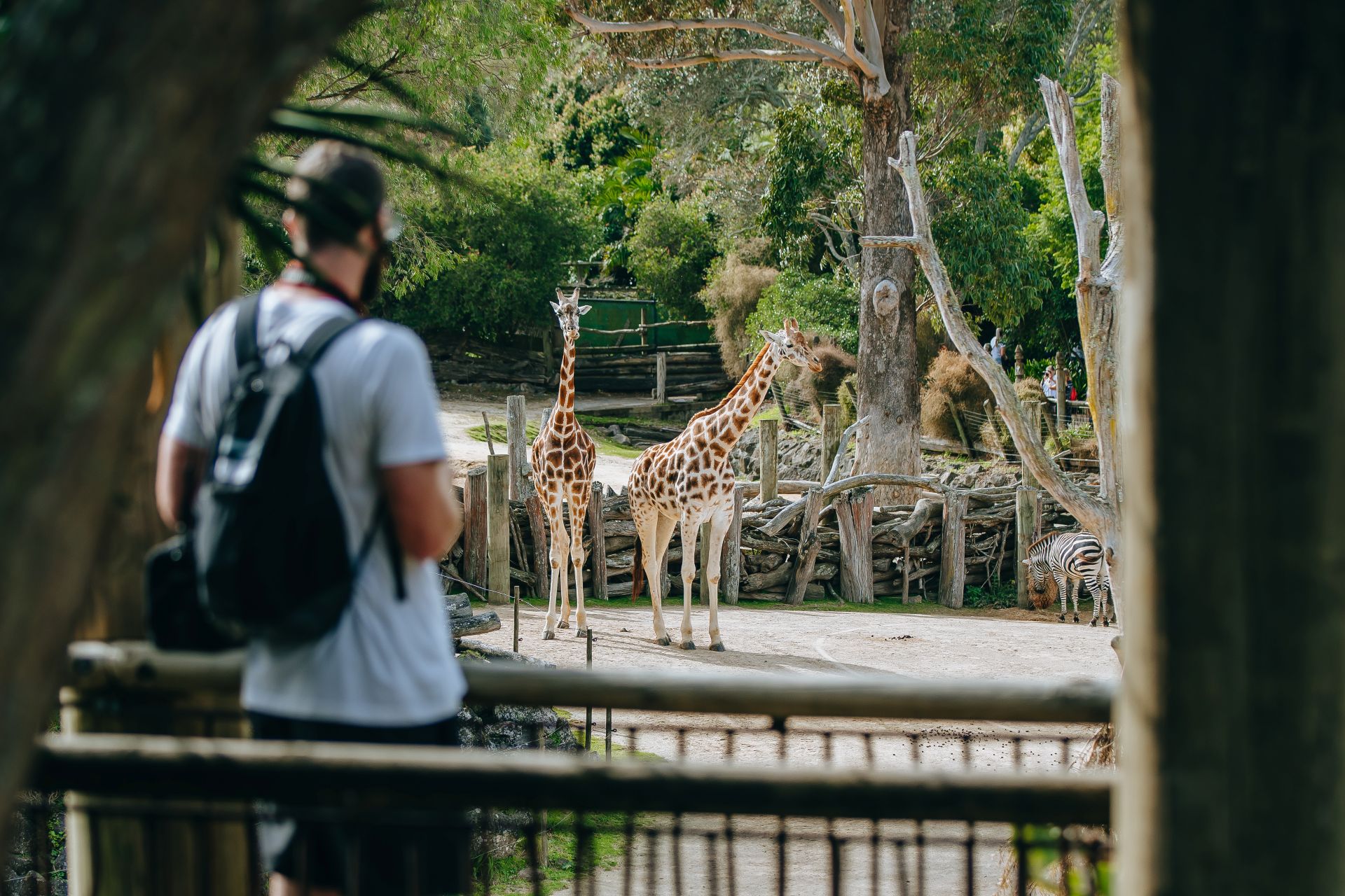 Auckland Zoo photo 2