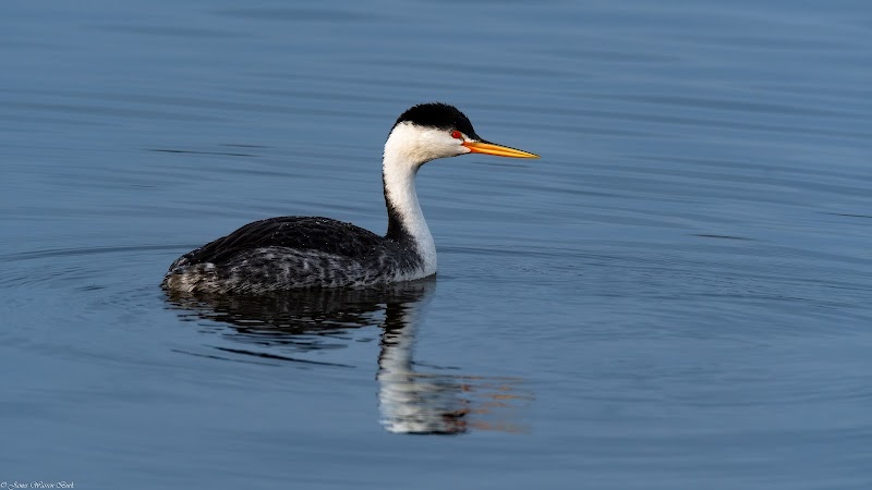Audubon Society Sea & Sage photo 3