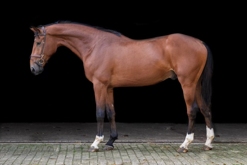 Aureliano Equestrian
