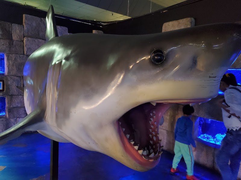 Austin Aquarium photo 3