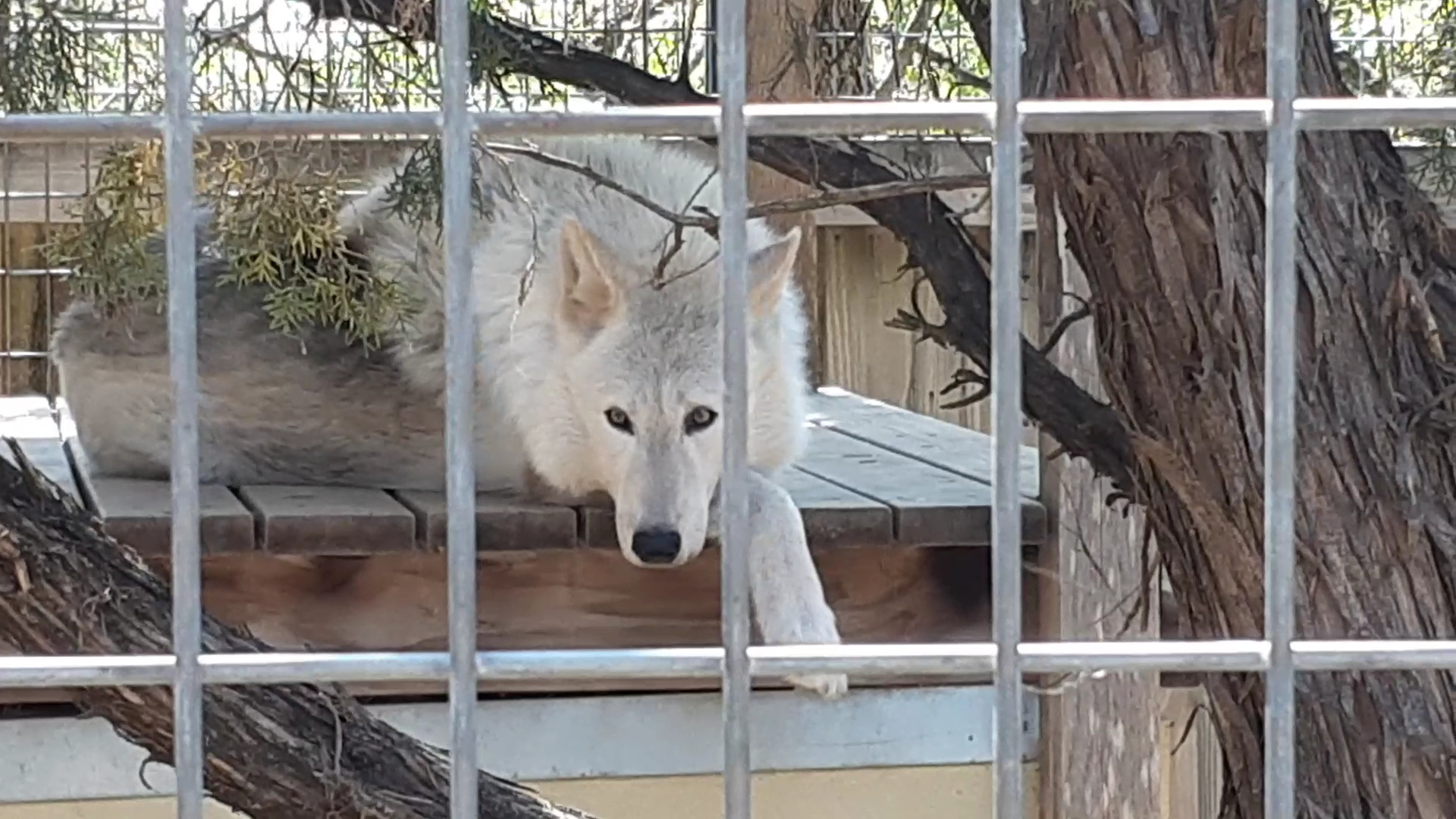 Austin Zoo