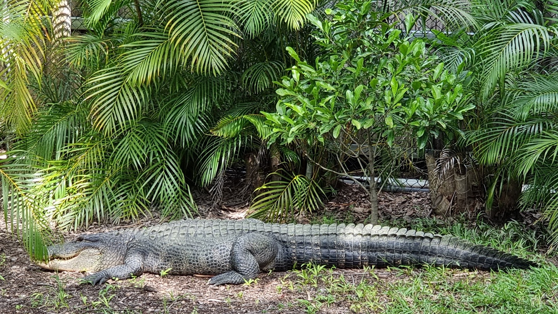 Australia Zoo photo 3