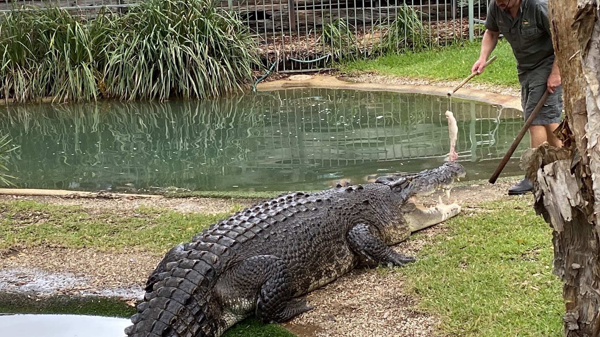 Australian Reptile Park photo 2