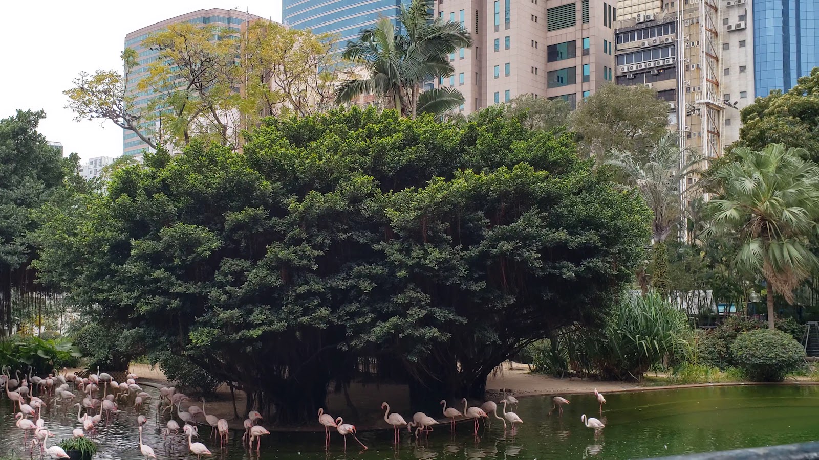 Aviary, Kowloon Park photo 3