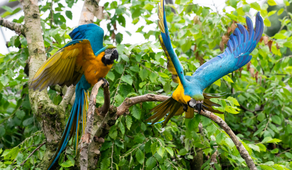 Aviary