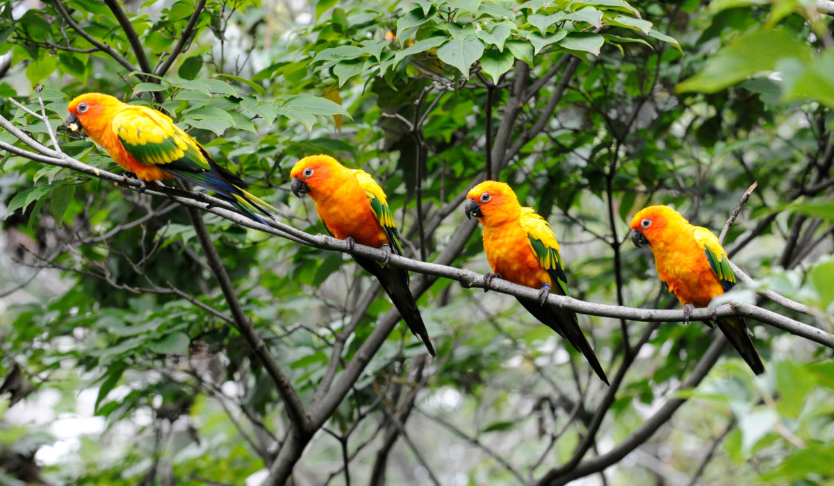Aviary photo 3