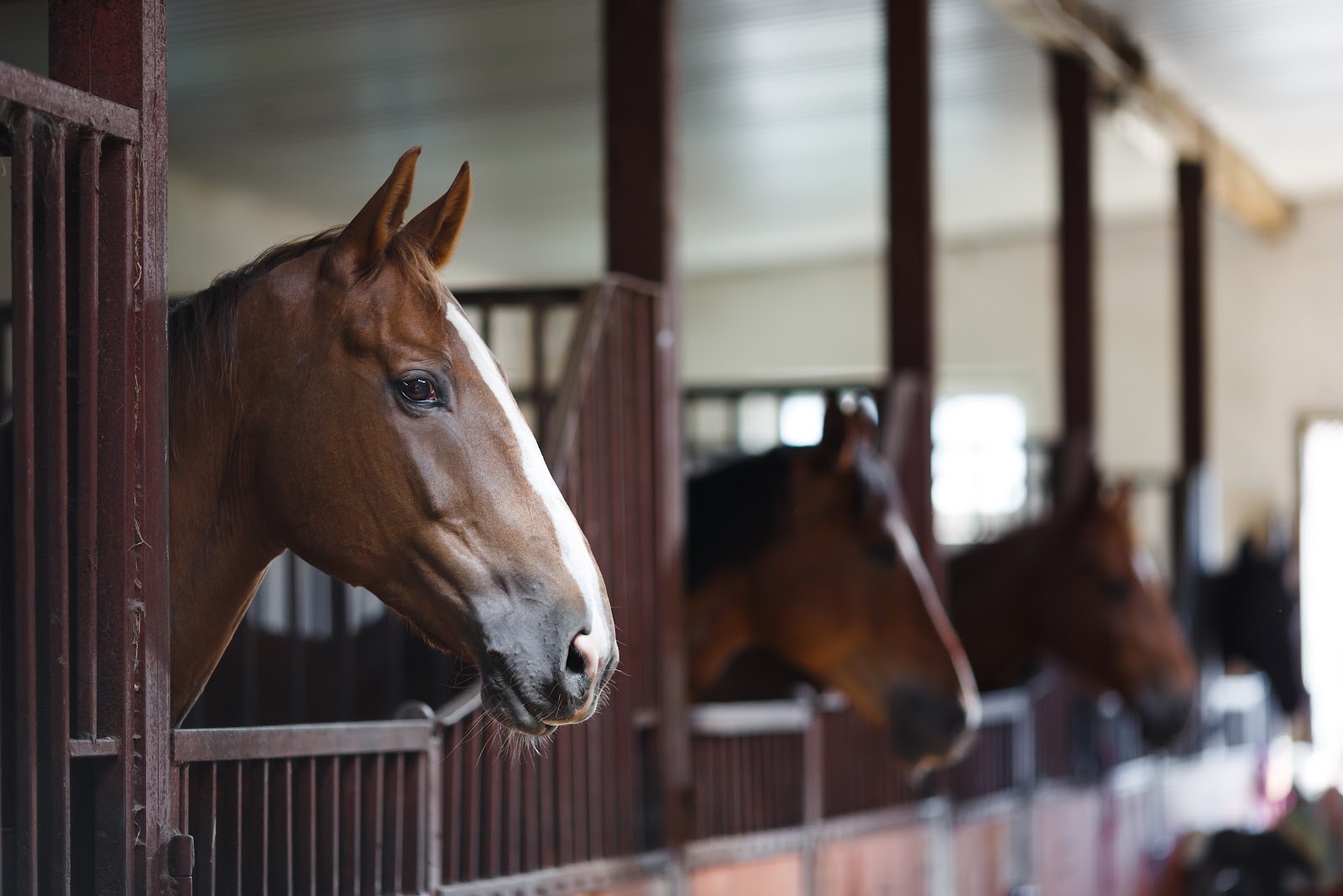 B & B Stables