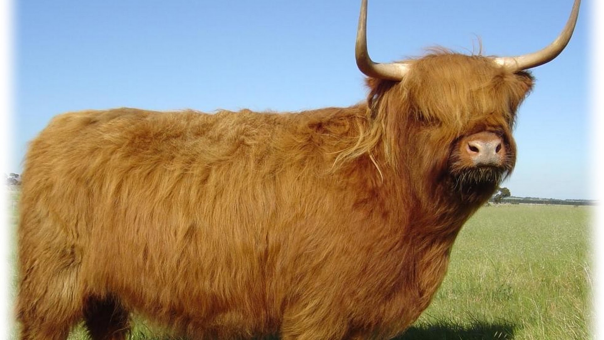 Photo of BAIRNSLEY Highland Cattle in Victoria