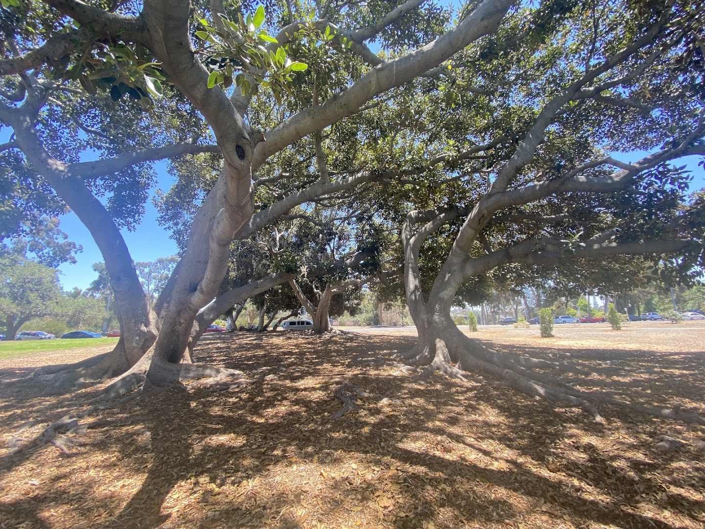 Balboa Park Playground photo 2