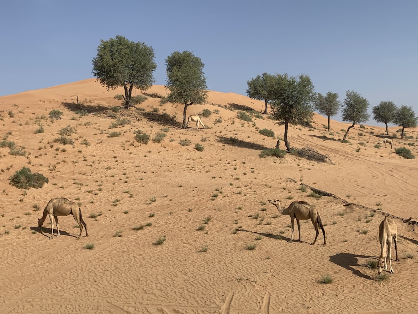 Bassata Village photo 5