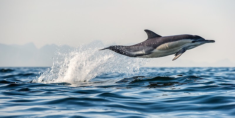 Bay Explorer - Dolphin and Wildlife Cruises photo 3