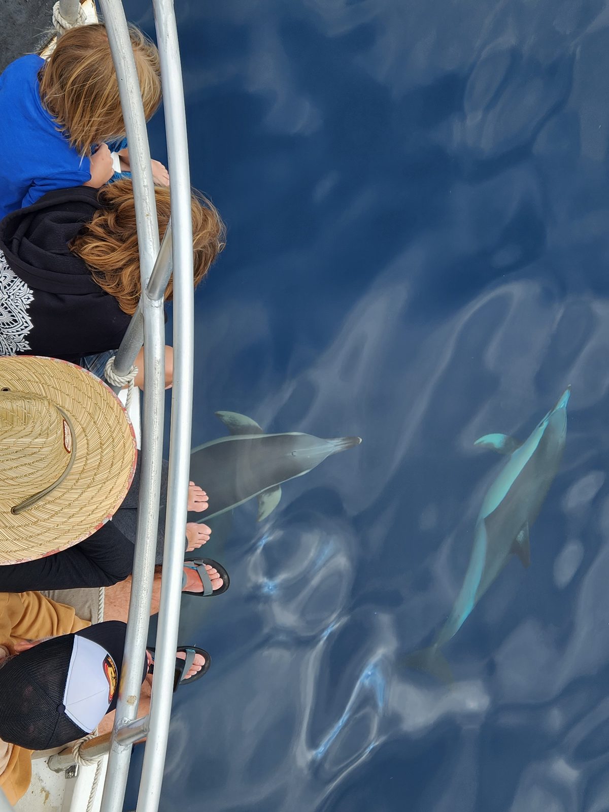 Bay Explorer - Dolphin and Wildlife Cruises photo 2