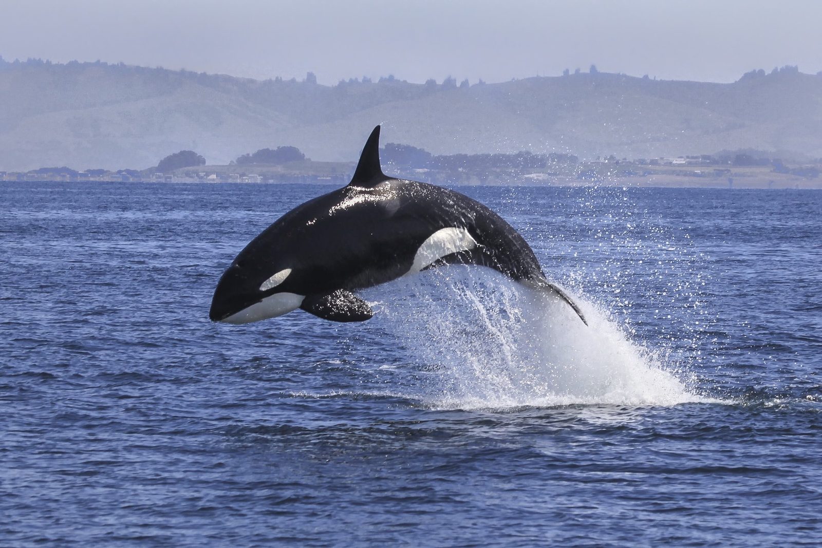 Bay Explorer - Dolphin and Wildlife Cruises photo 3