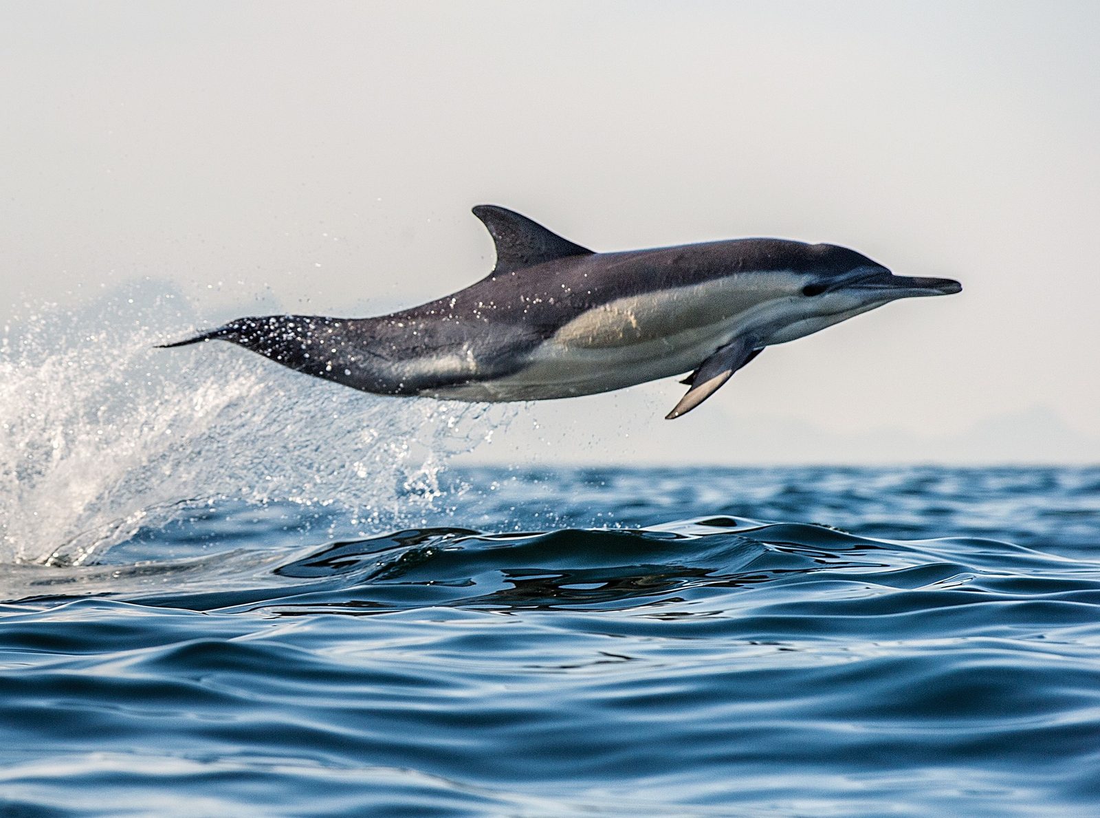 Bay Explorer - Dolphin and Wildlife Cruises photo 4