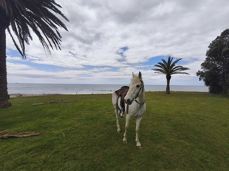 Photo of Bay Of Plenty Horse Adventures in Bay of Plenty