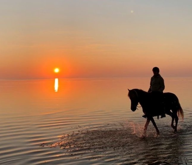 Beach Horse Riding Dubai photo 2