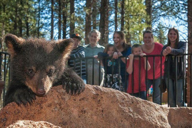 Bearizona Wildlife Park photo 2