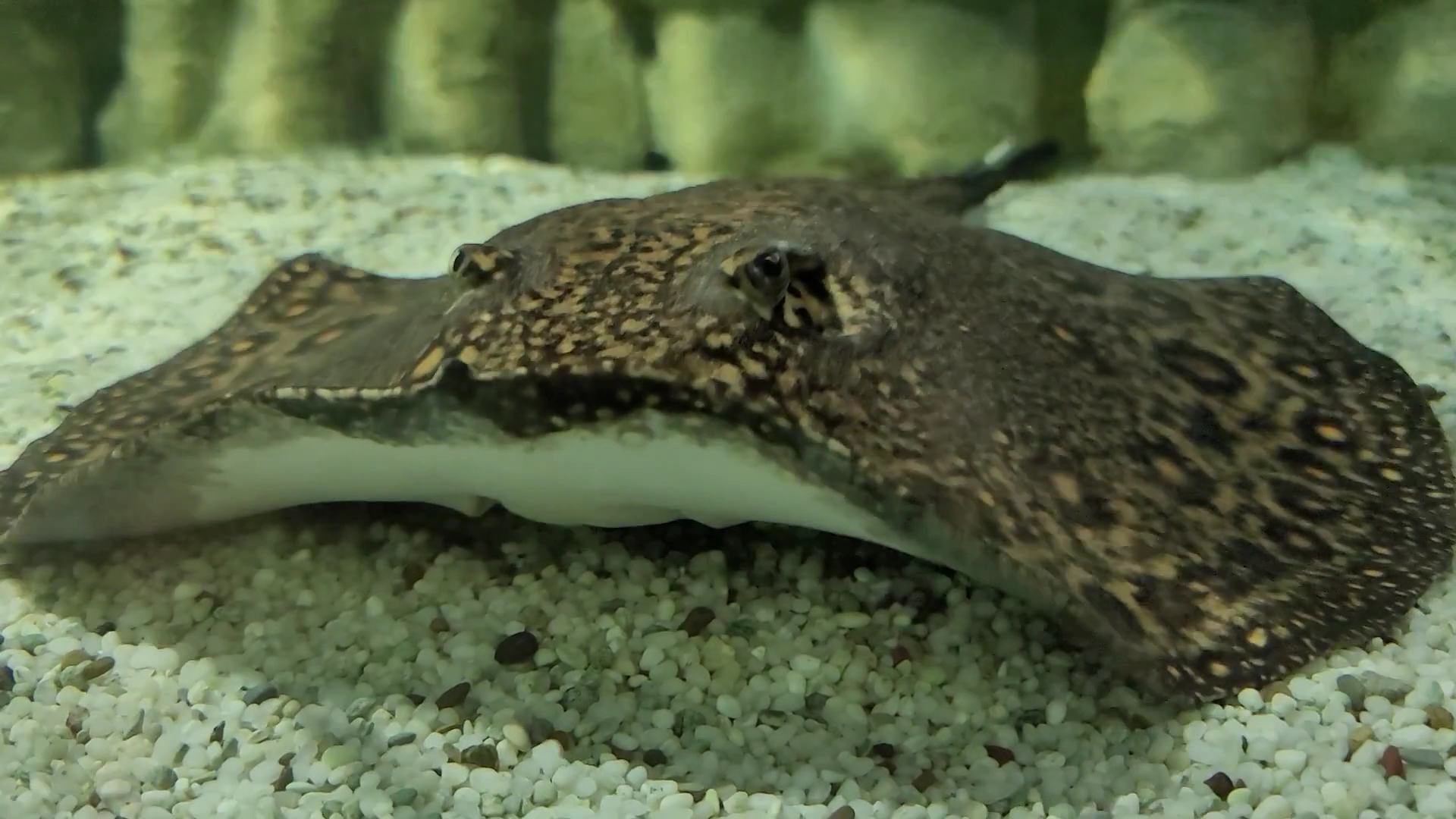 Belle Isle Aquarium photo 2