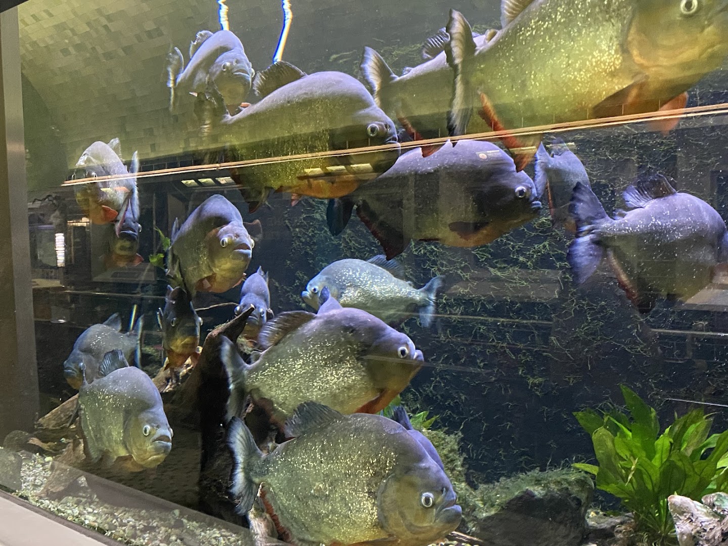 Belle Isle Aquarium photo 3