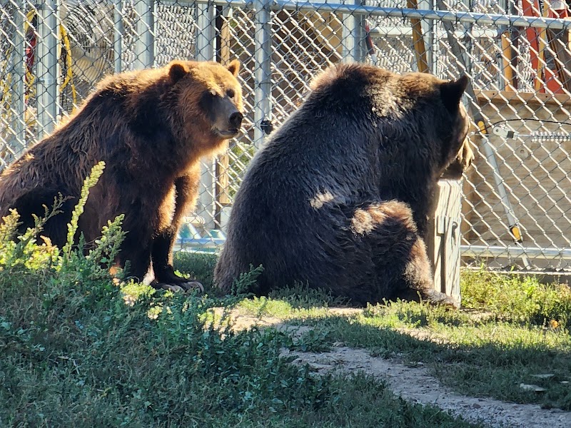 Big Bear Alpine Zoo photo 2