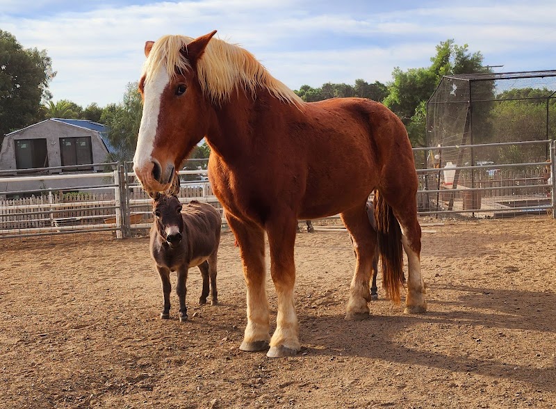 BIG Heart Ranch