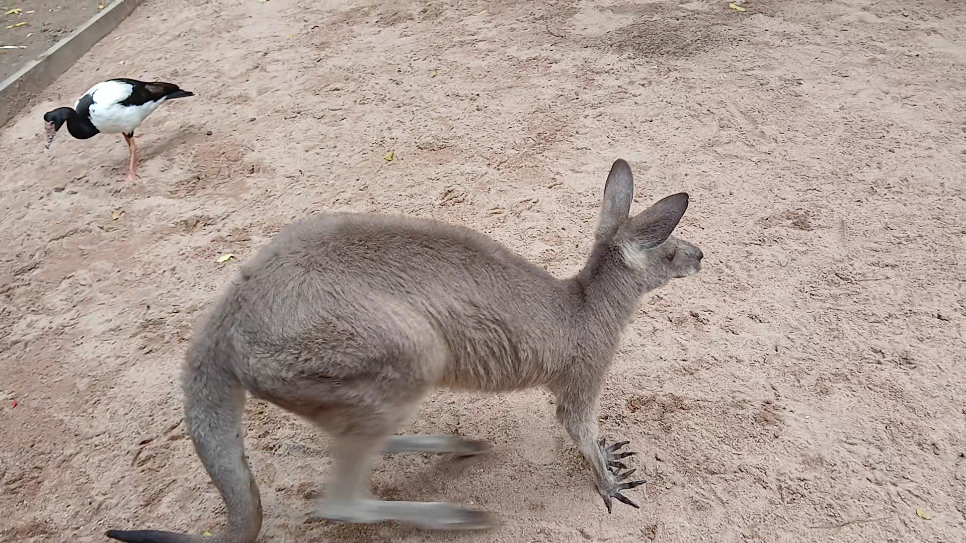 Billabong Sanctuary photo 2