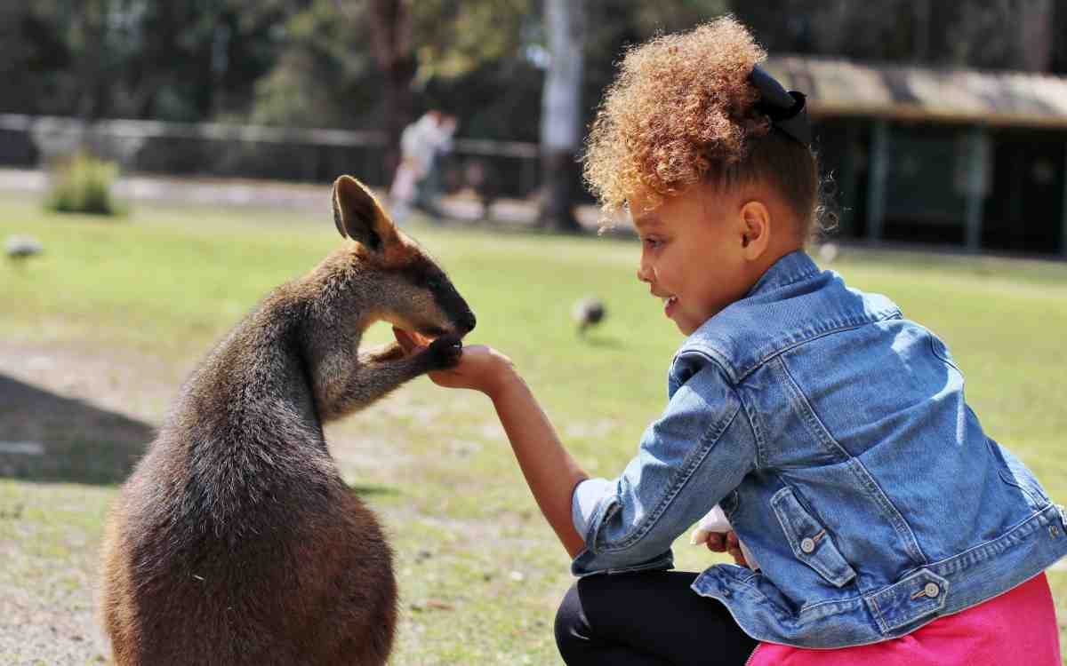 Billabong Zoo photo 2