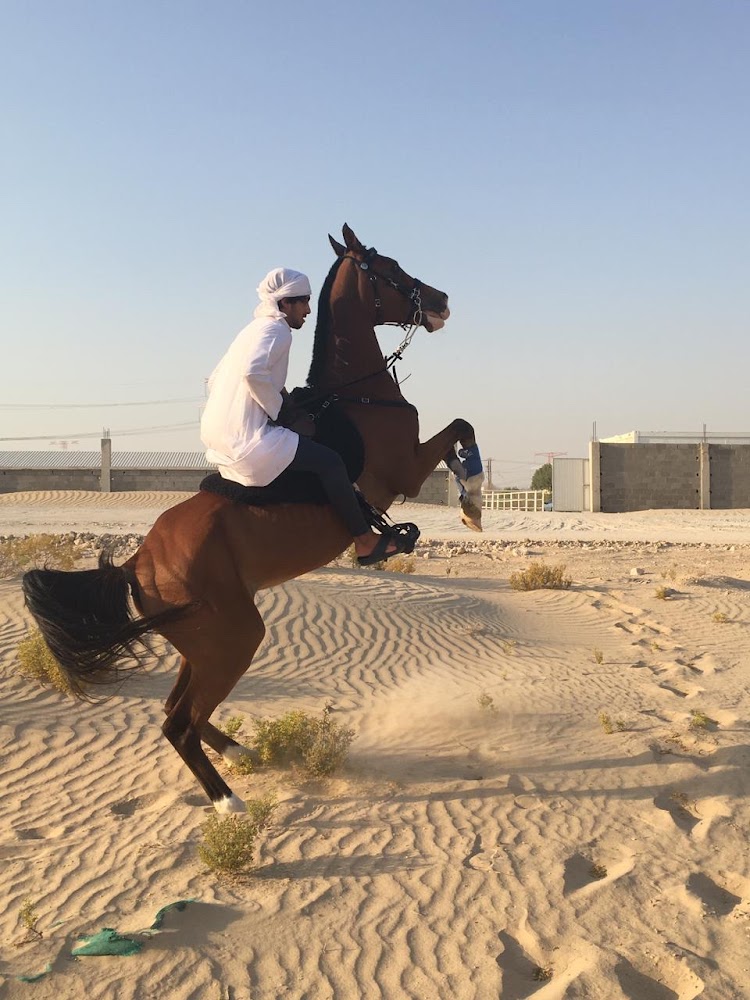 Bin Al Malas Stables photo 4