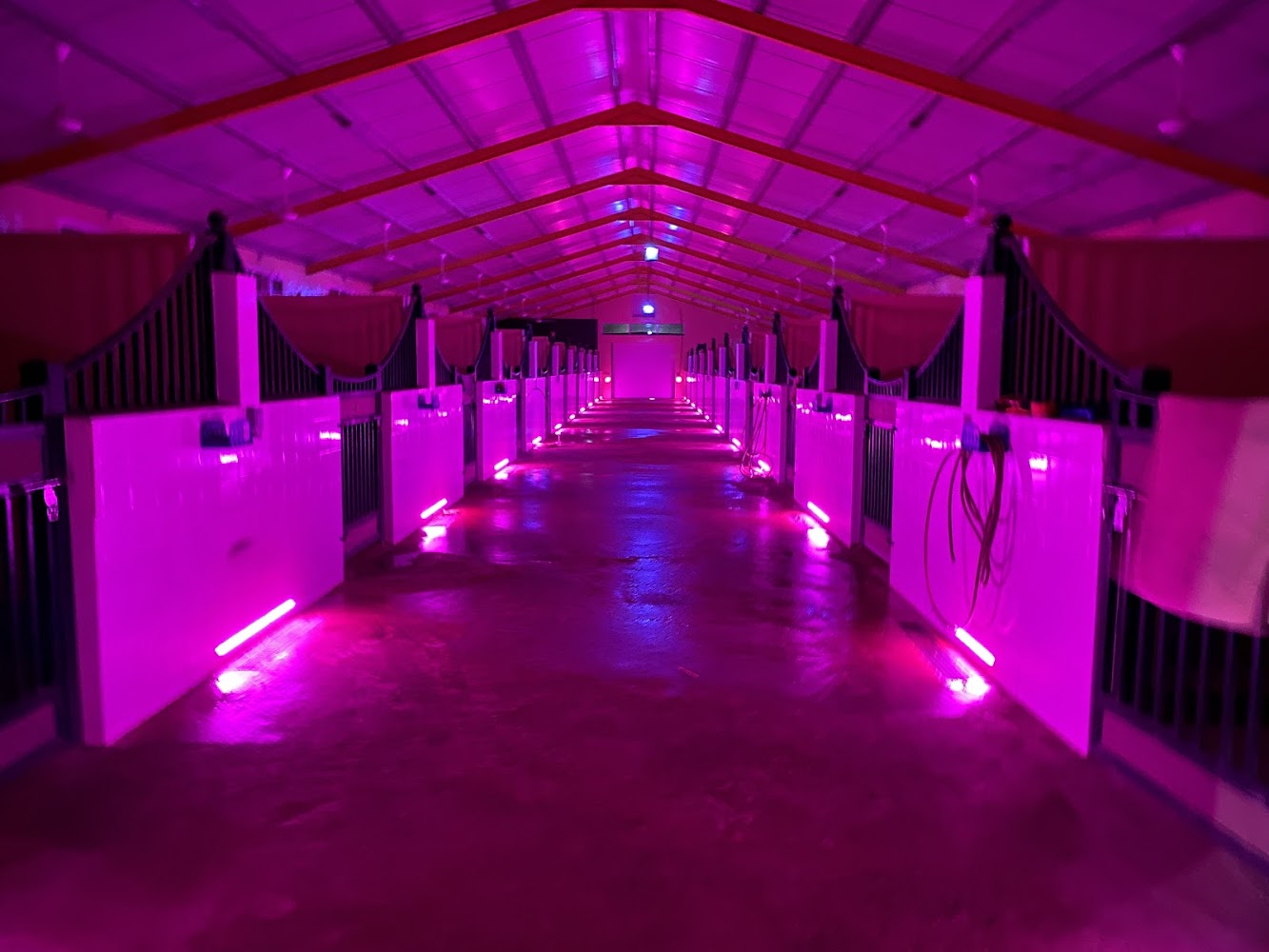 Bin Al Malas Stables photo 5