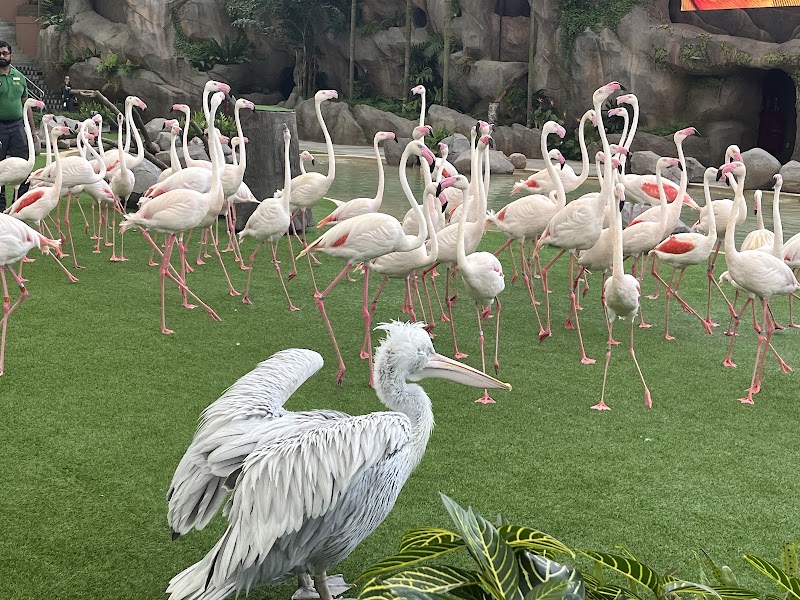 Bird Paradise photo 2