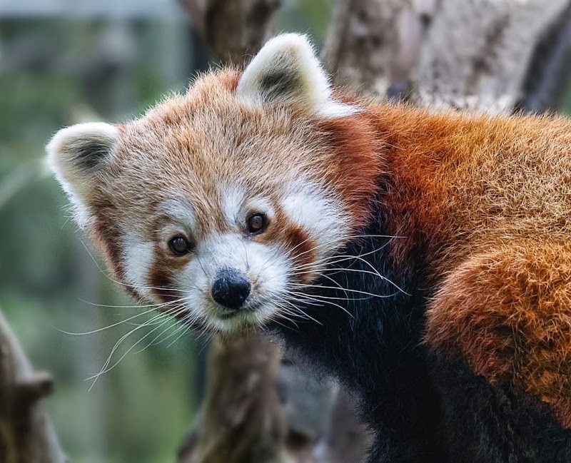 Birmingham Wildlife Conservation Park photo 2