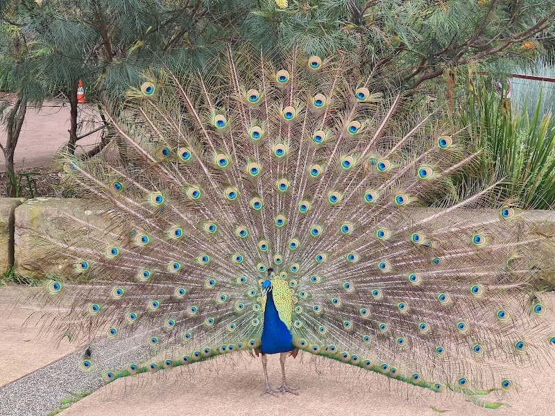 Blackbutt Reserve photo 2