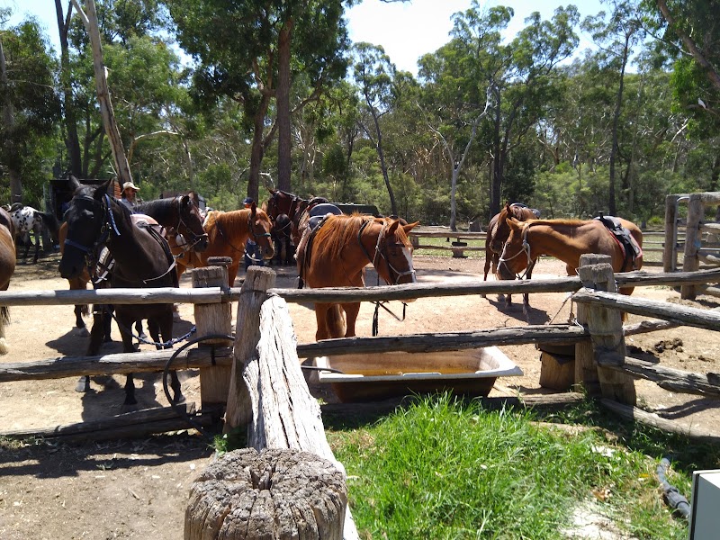 Blue Mountains Horse Riding photo 2